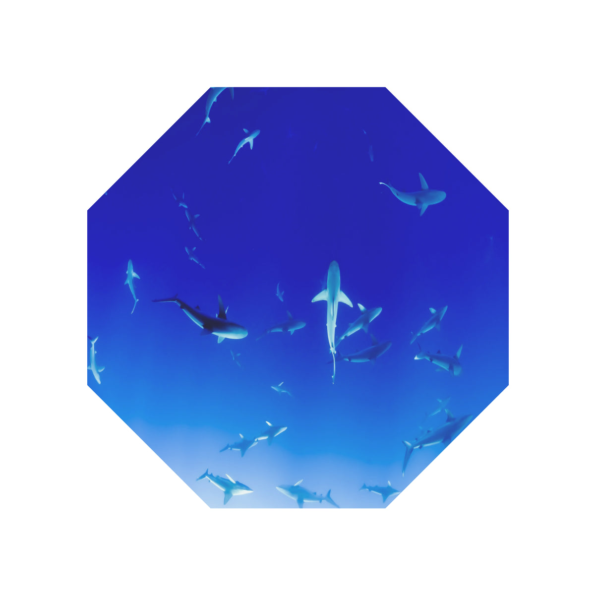 Anti-UV Automatic Sharks Umbrella (Underside Printing)(Model U06